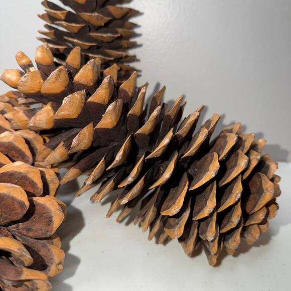 Large Sugar Pine Cone 10"-12" Tall Fall & Christmas Craft Decor - Picture 2 of 5